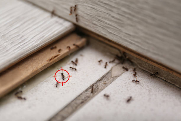 Best Best Pest Control Companies  in Cedar Bluff, AL